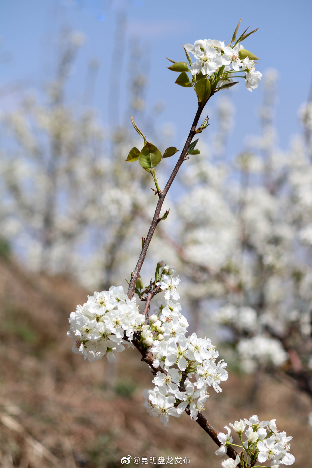 “昆明盘龙发布”微博