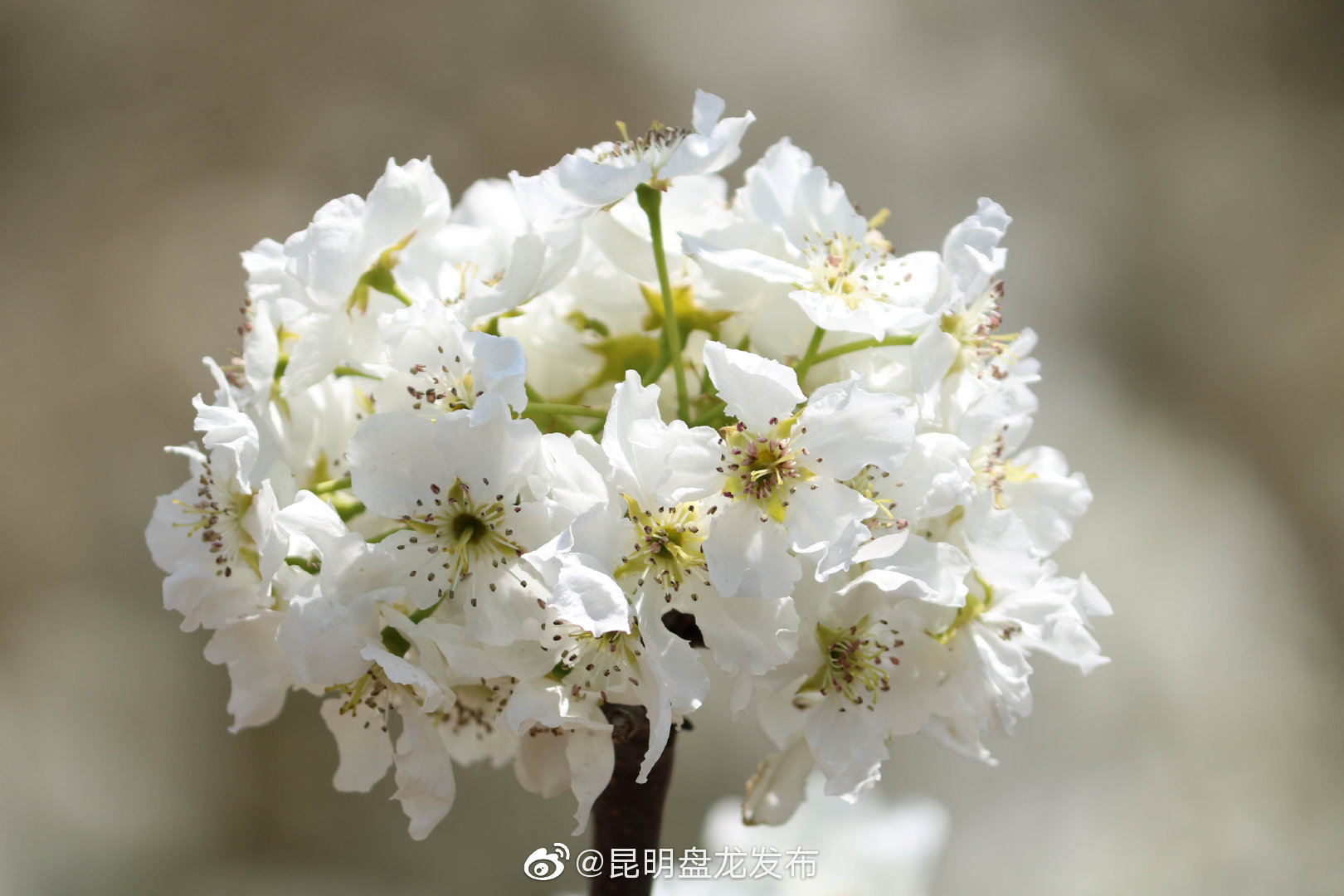 “昆明盘龙发布”微博