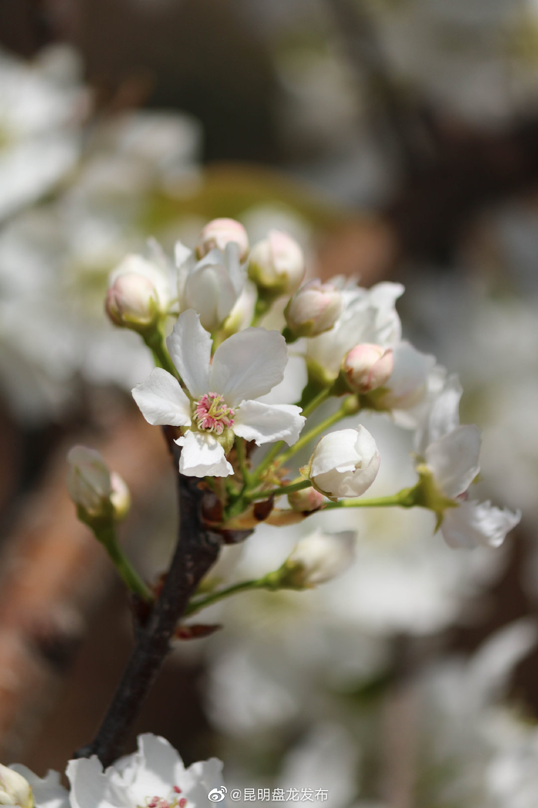 “昆明盘龙发布”微博