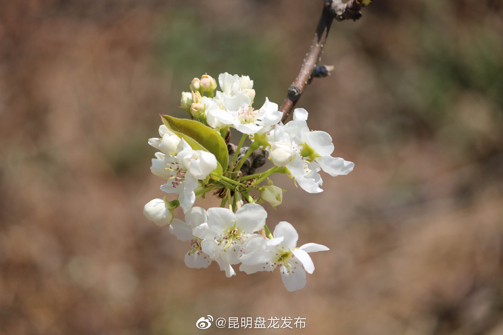 “昆明盘龙发布”微博