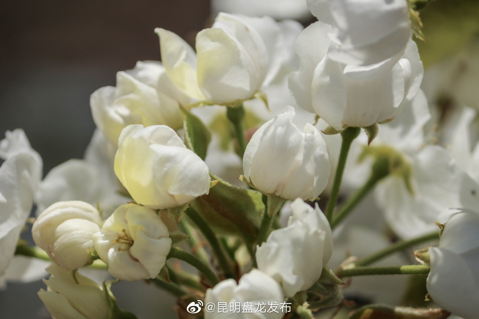 “昆明盘龙发布”微博