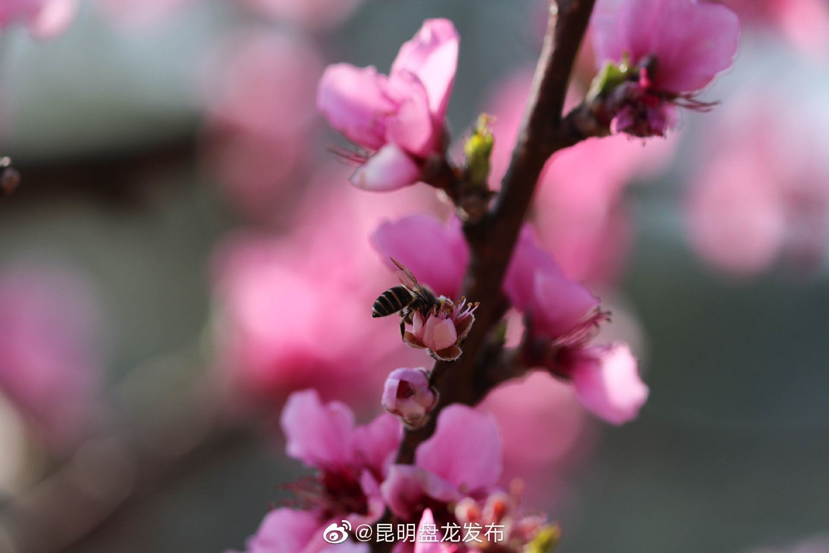 “昆明盘龙发布”微博