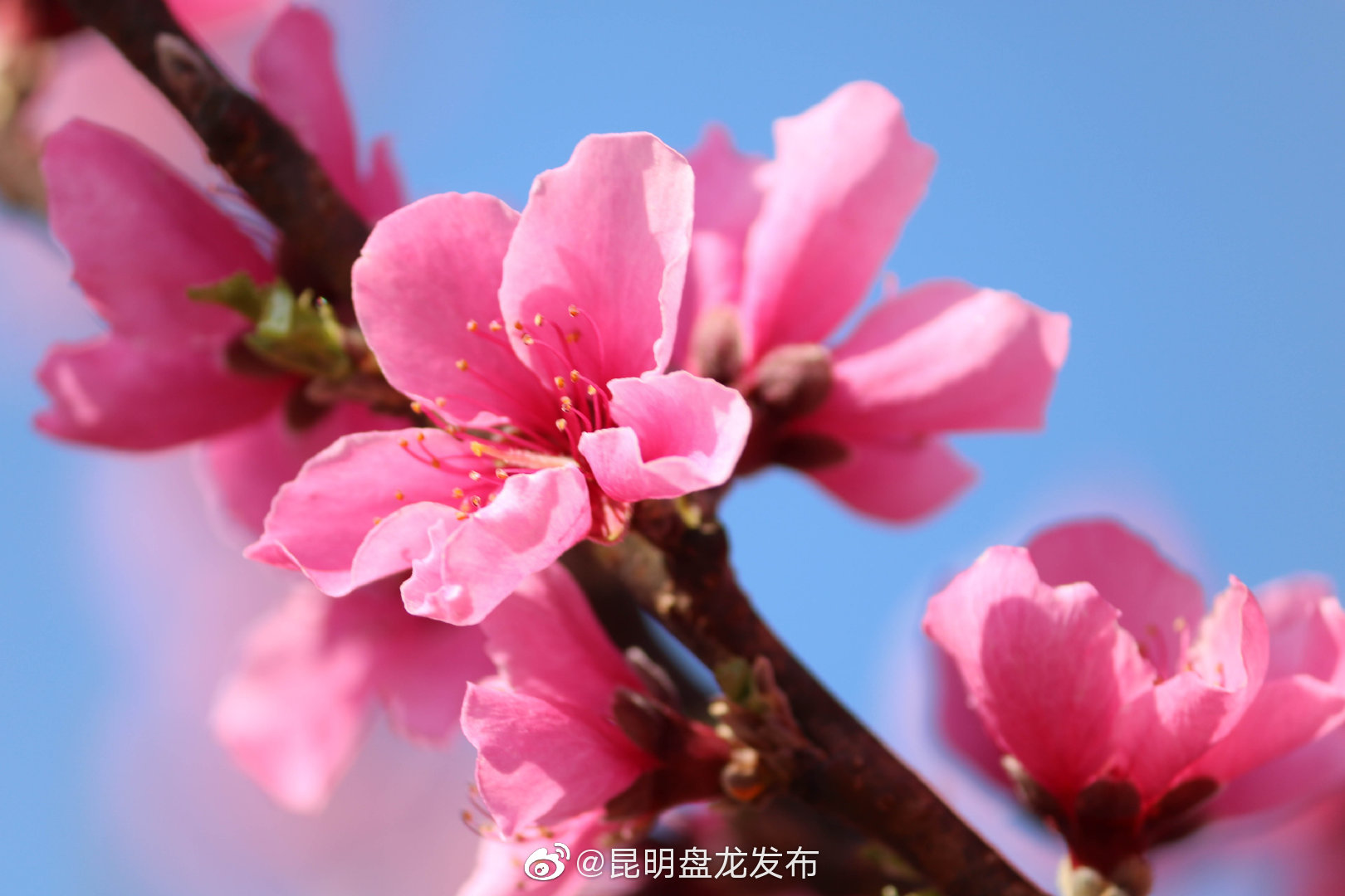 “昆明盘龙发布”微博