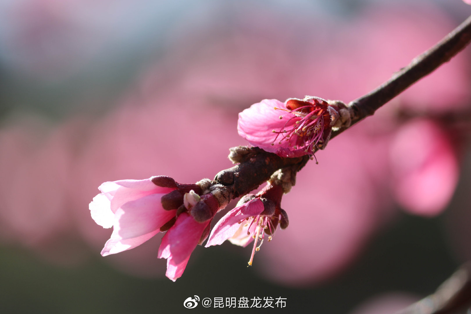 “昆明盘龙发布”微博