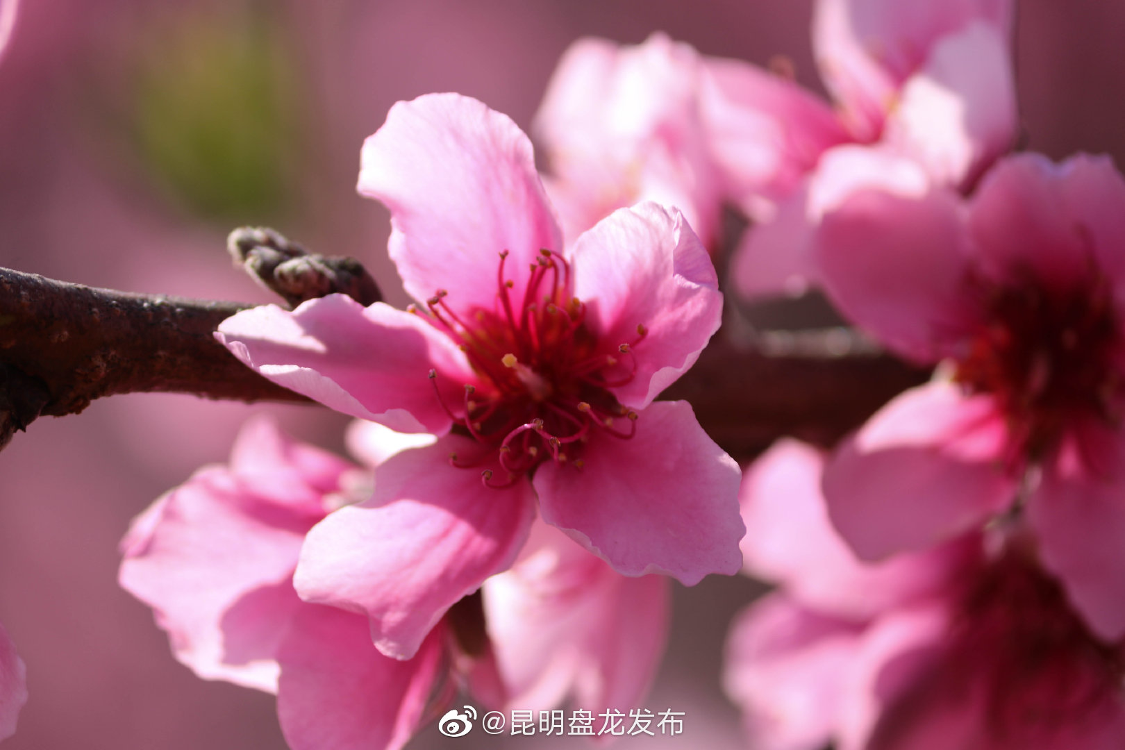 “昆明盘龙发布”微博