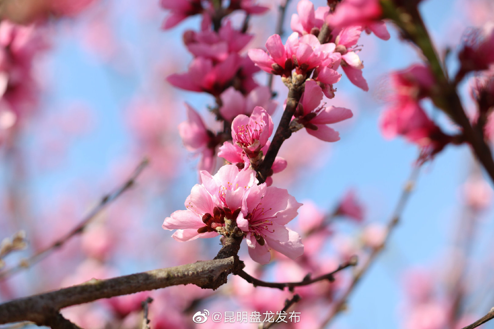 “昆明盘龙发布”微博