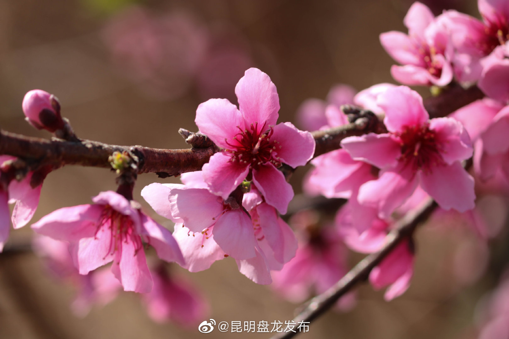 “昆明盘龙发布”微博