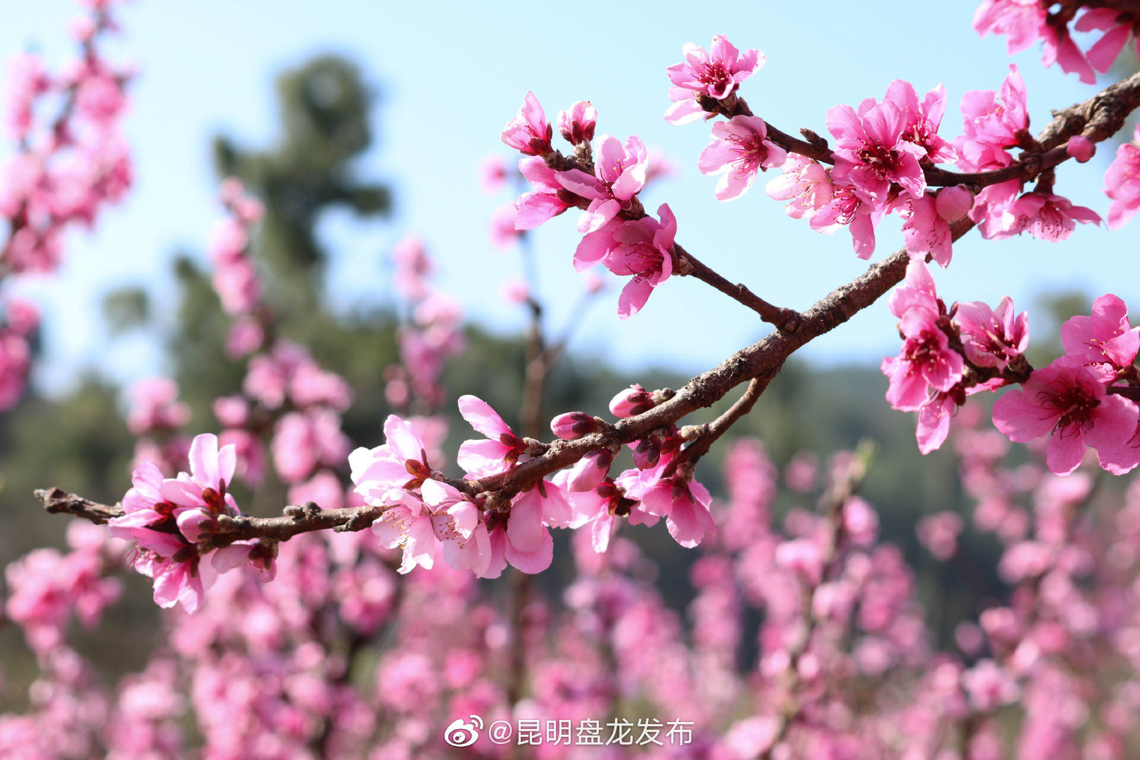 “昆明盘龙发布”微博