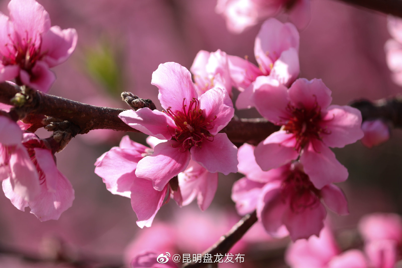 “昆明盘龙发布”微博