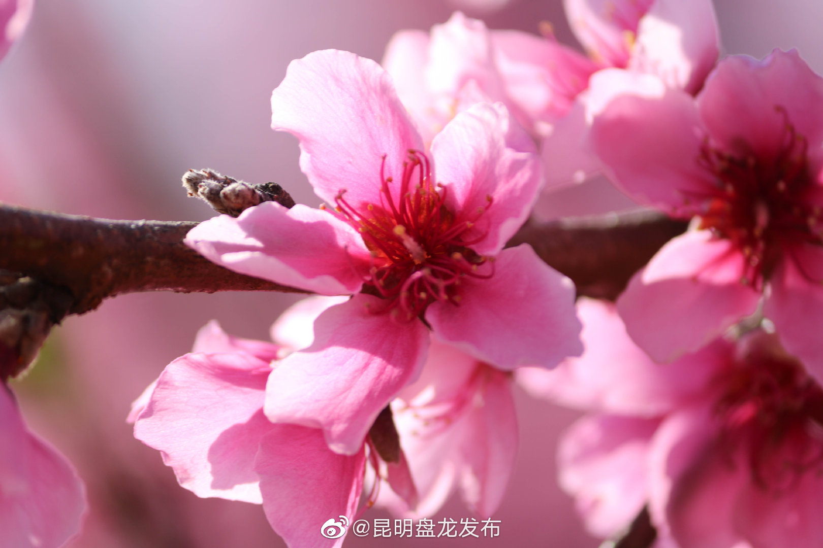 “昆明盘龙发布”微博