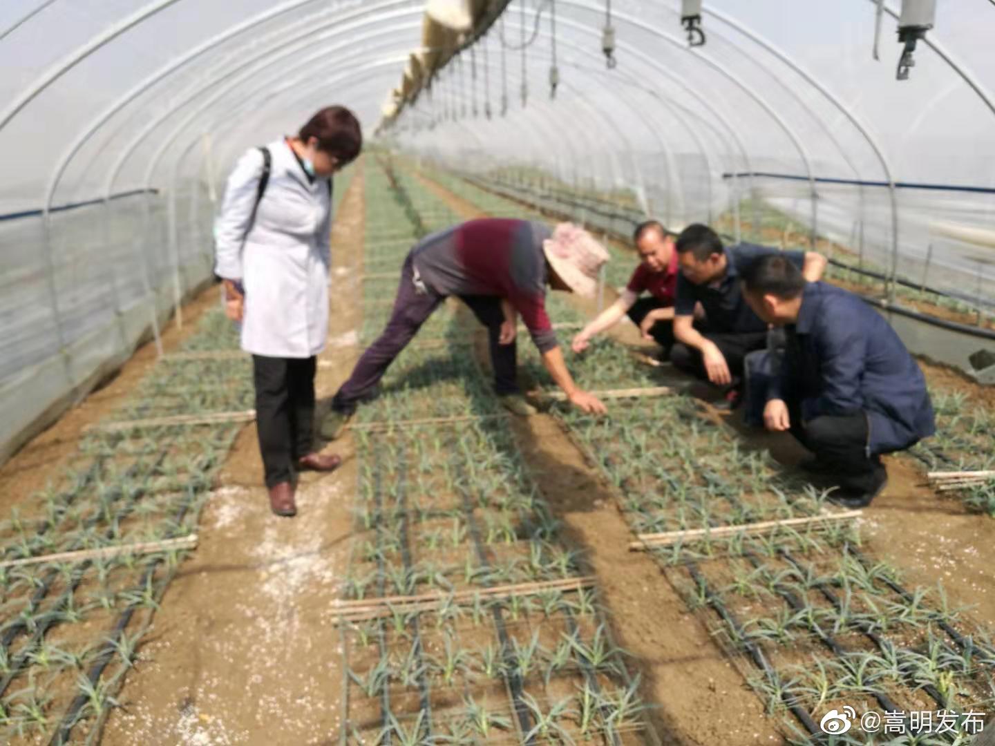 县农业农村局调研经济作物生产