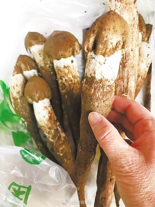 云南野生菌上市啦 鸡枞2000元/公斤 黑牛肝180元/公斤