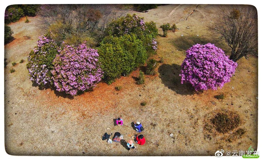 “云南发布”微博