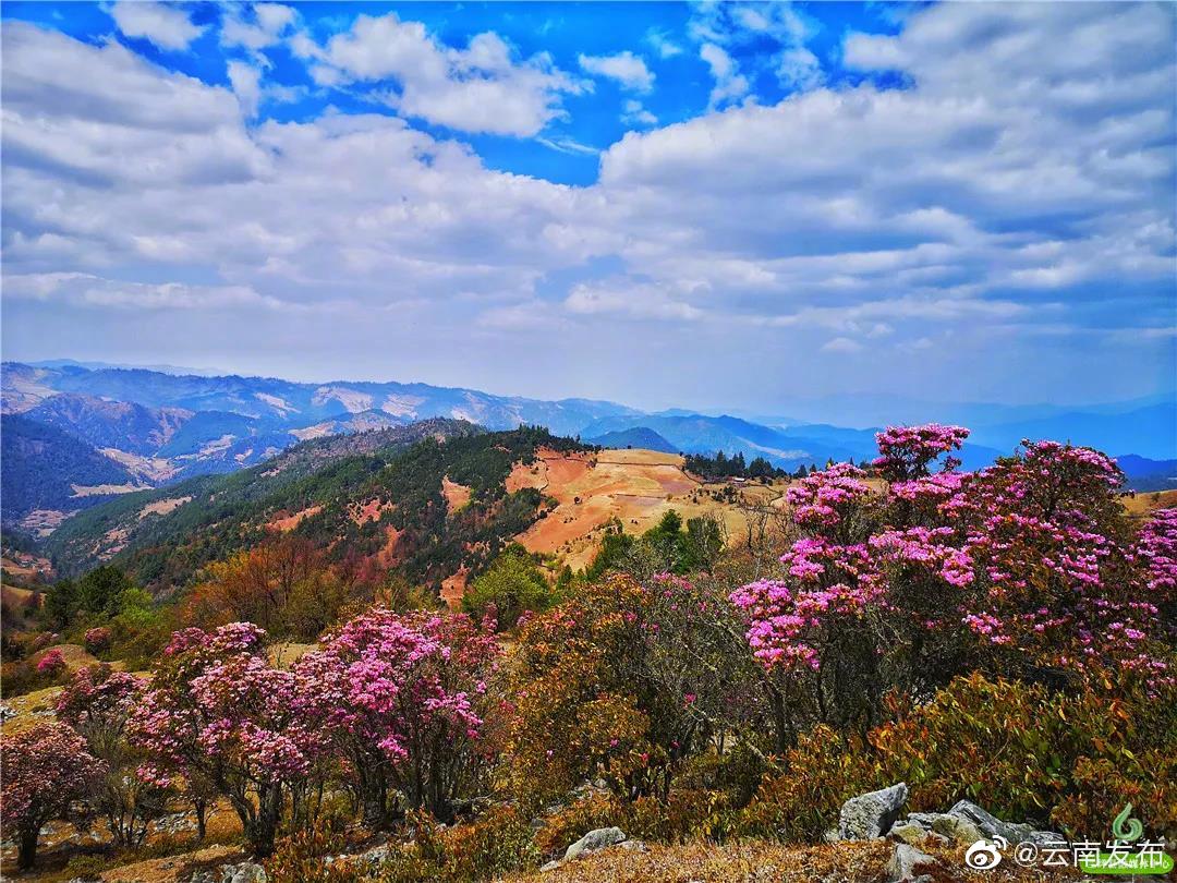 “云南发布”微博