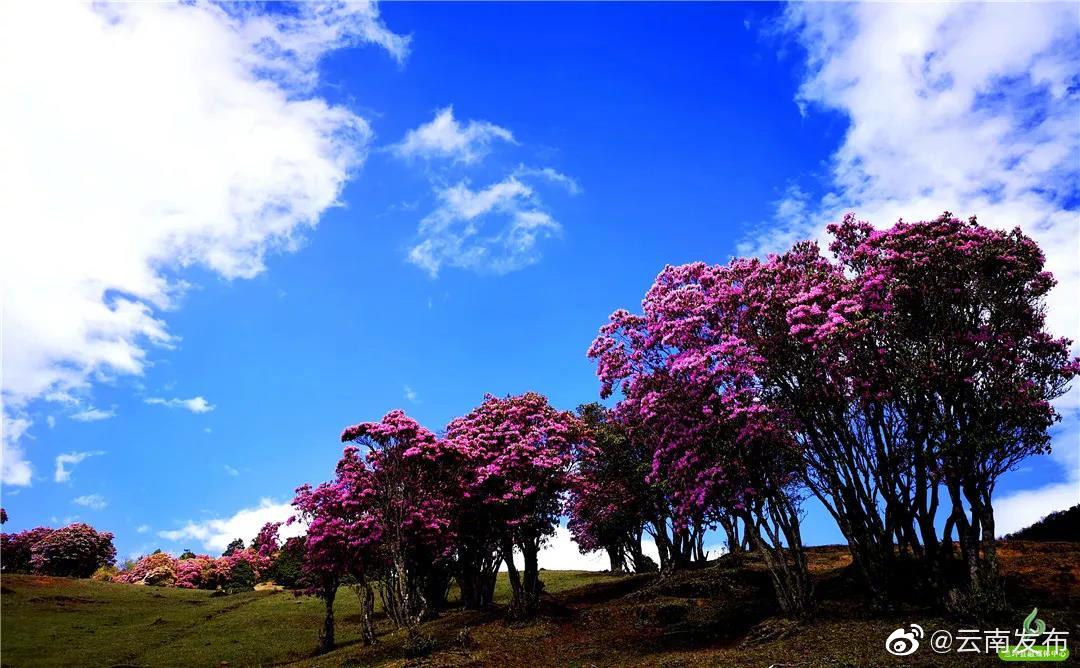 “云南发布”微博