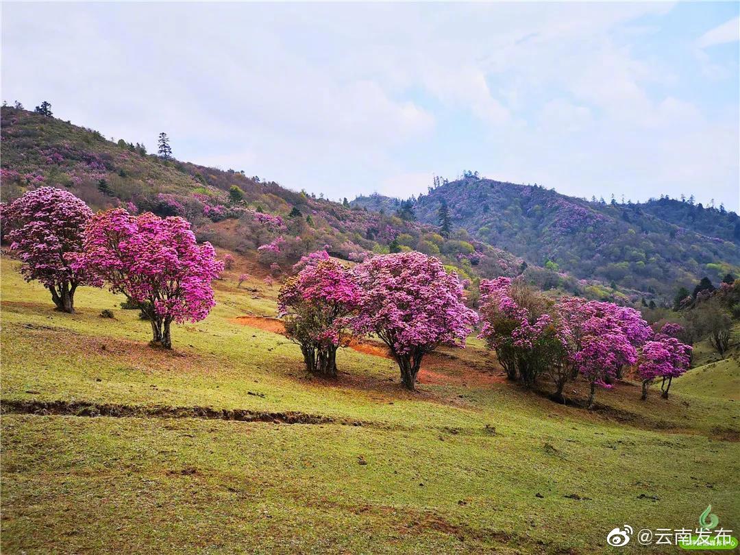 “云南发布”微博