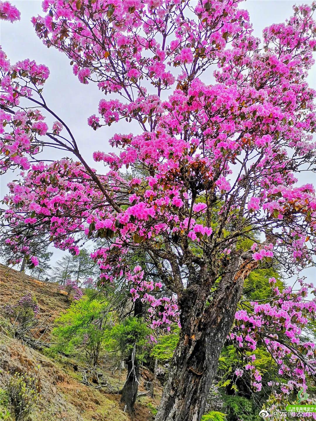 “云南发布”微博