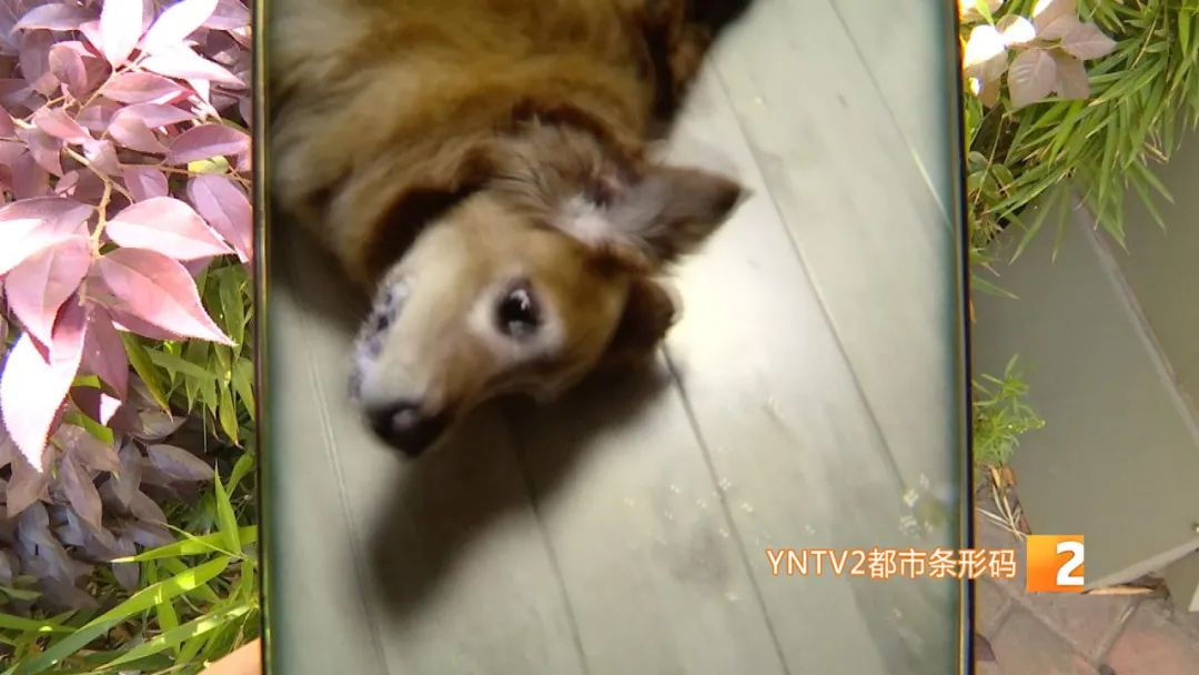 掌上春城(微信)