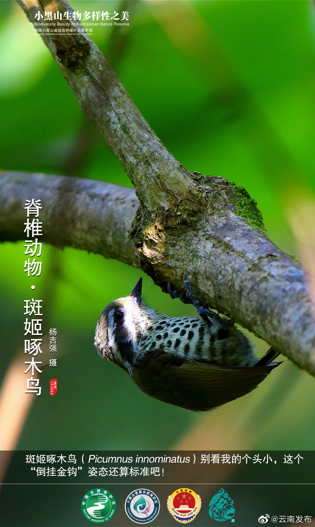 迷你的斑姬啄木鸟！保山龙陵发现鸟类新记录