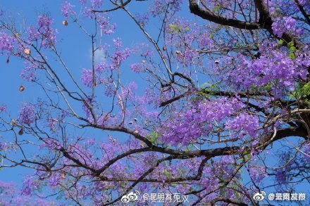 “呈贡发布”微博