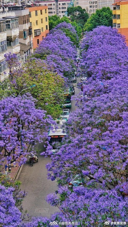 “呈贡发布”微博