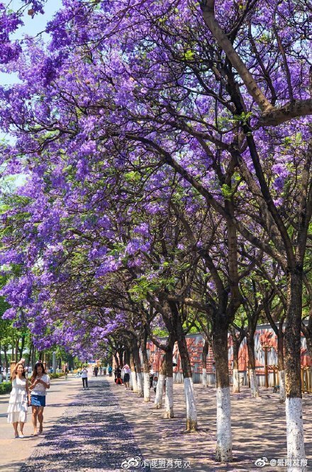 “呈贡发布”微博