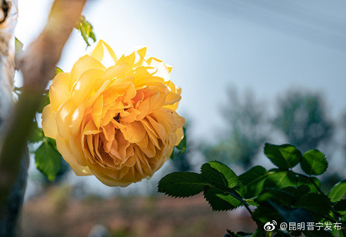 “昆明晋宁发布”微博