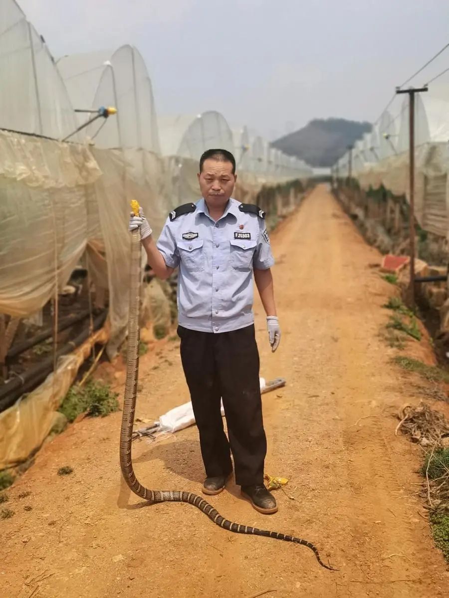 春城晚报(微信)