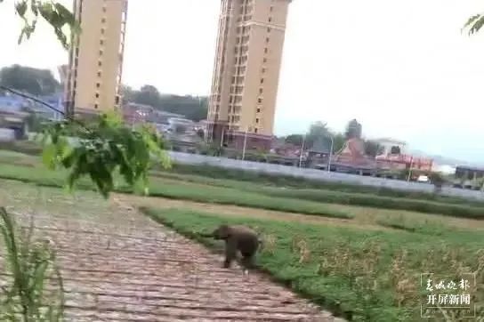 春城晚报(微信)