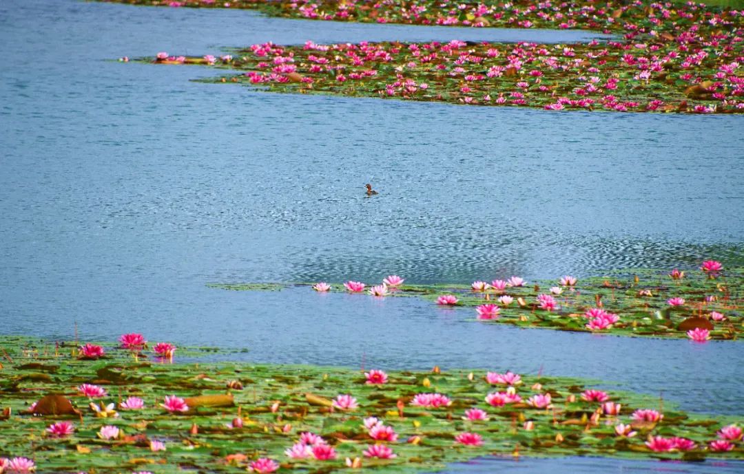 红河日报(微信)