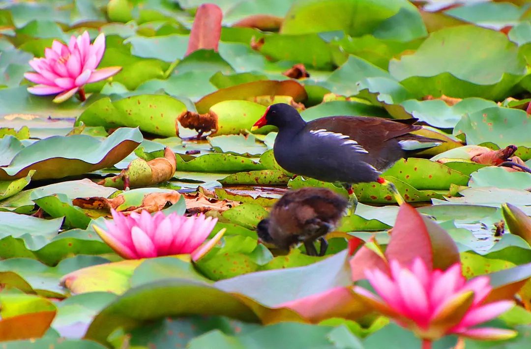 红河日报(微信)