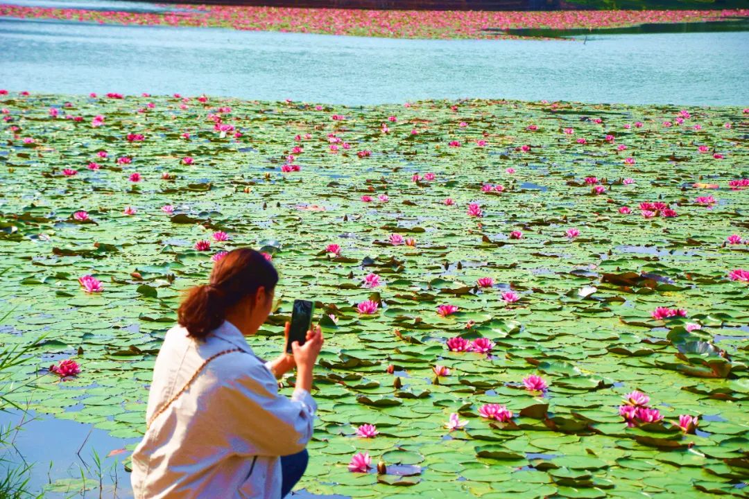 红河日报(微信)
