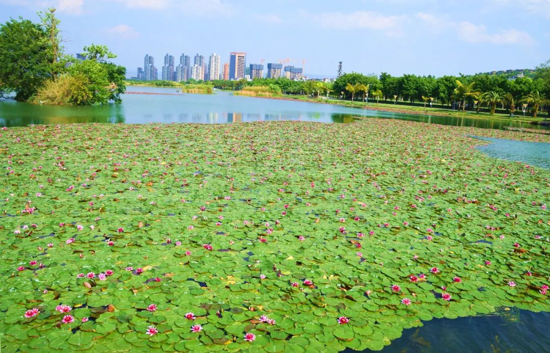 红河日报(微信)