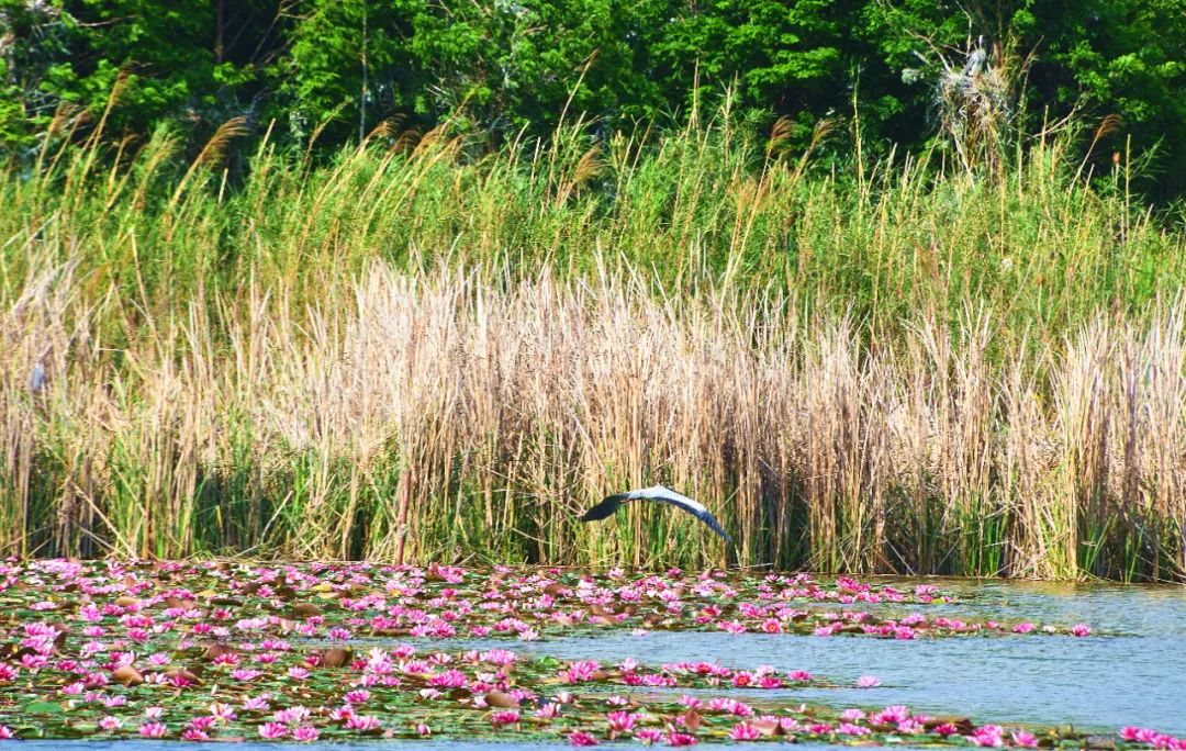 红河日报(微信)