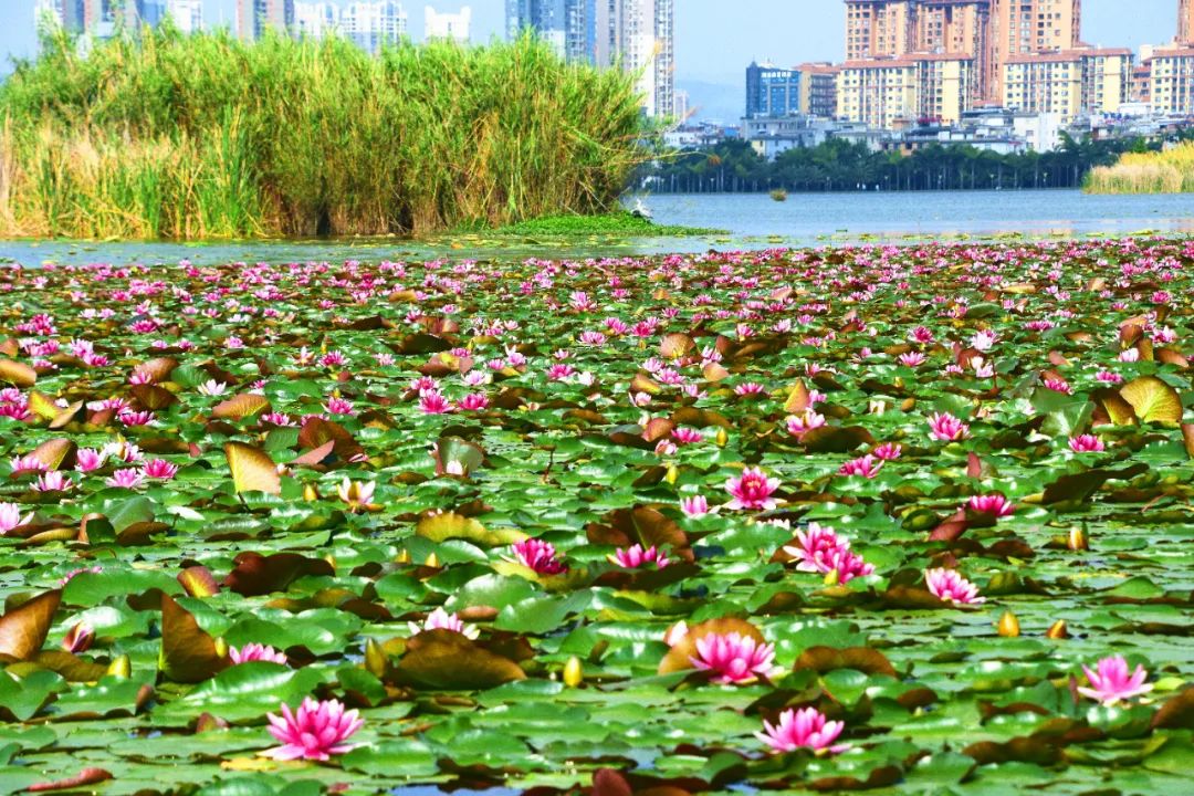 红河日报(微信)