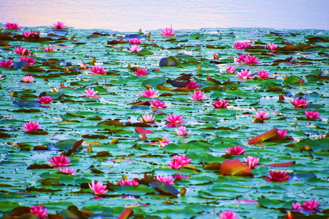 红河日报(微信)