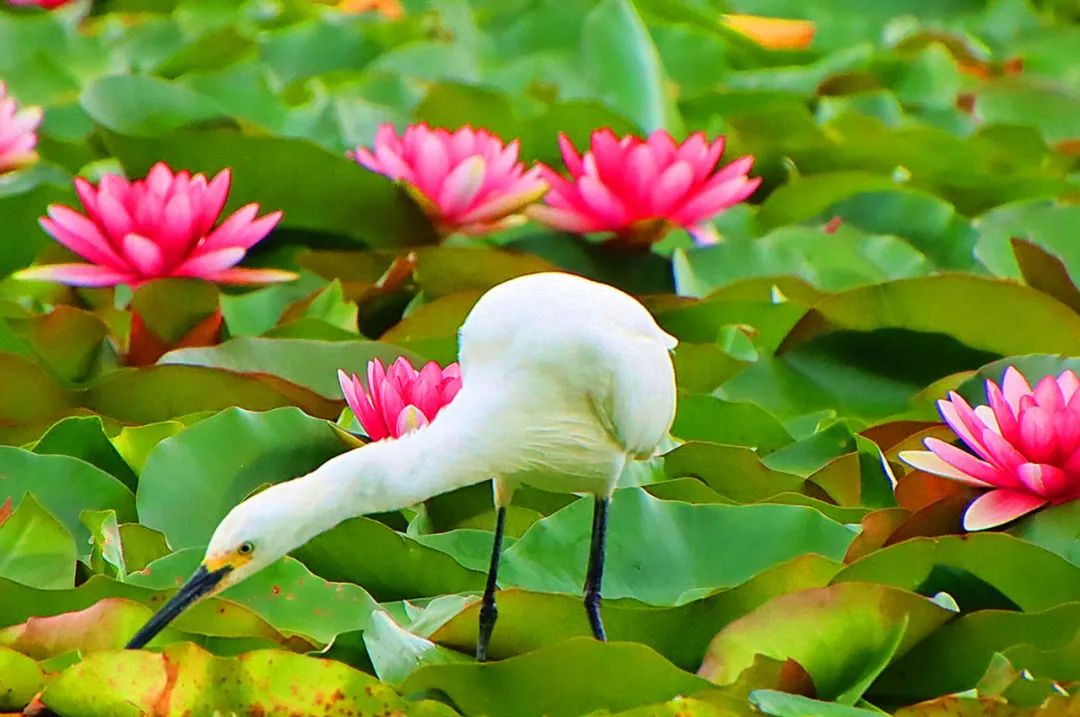 红河日报(微信)