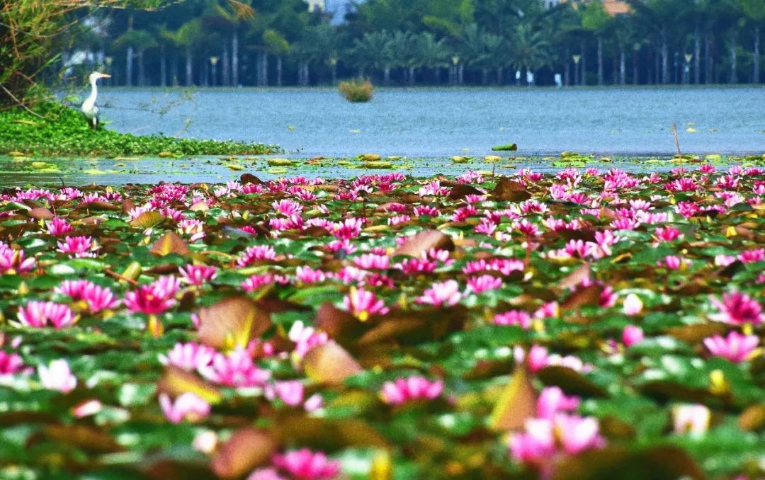 红河日报(微信)