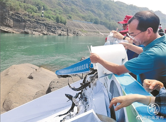 23.3万尾珍稀特有鱼苗投放金沙江