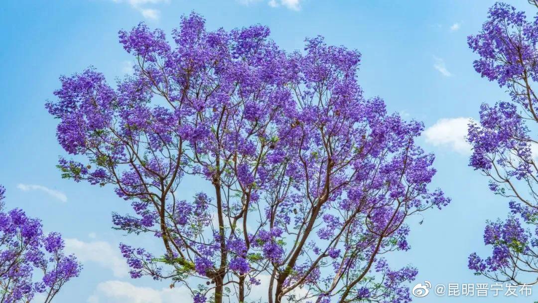 相约昆明最美蓝花楹，与你相识版权保护