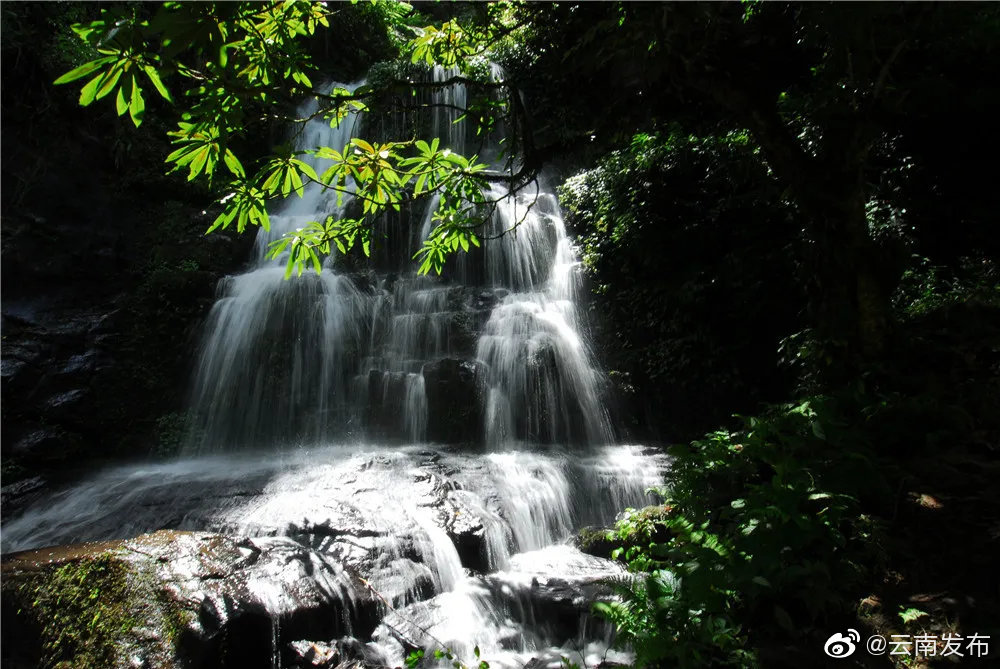 屏边大围山国家公园：滇南“动植物基因库”