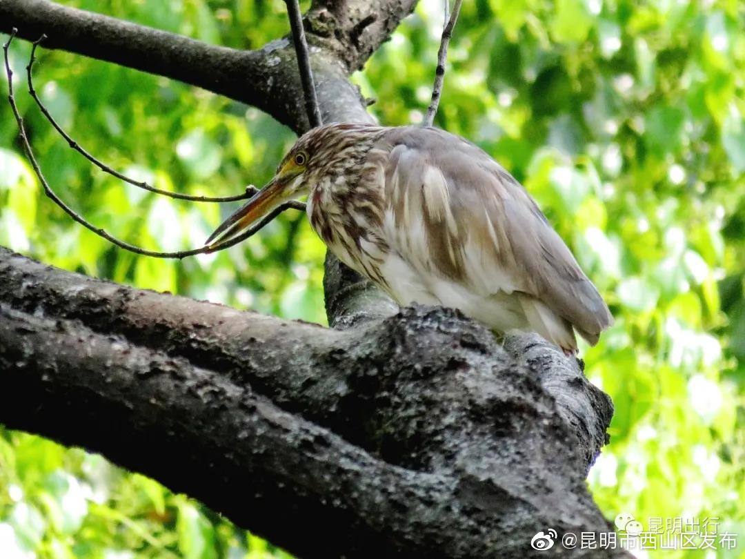 “昆明市西山区发布”微博