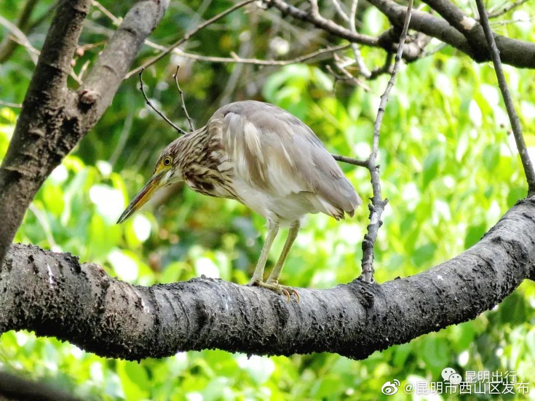 “昆明市西山区发布”微博