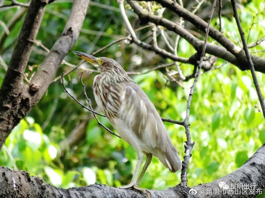 “昆明市西山区发布”微博
