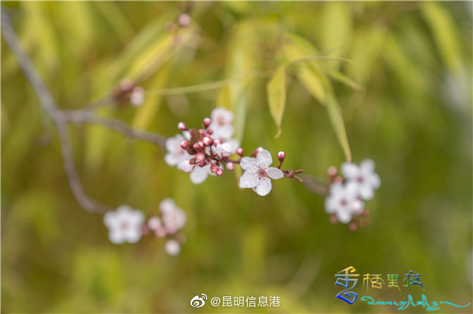 昆明信息港微博