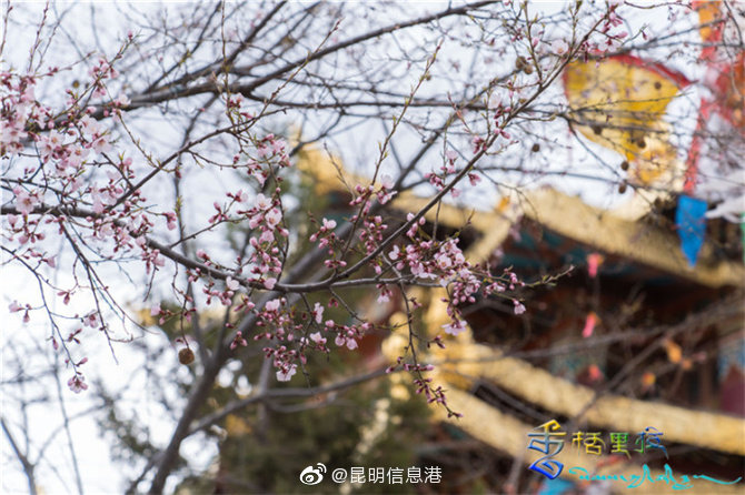 昆明信息港微博