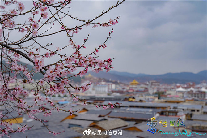 昆明信息港微博