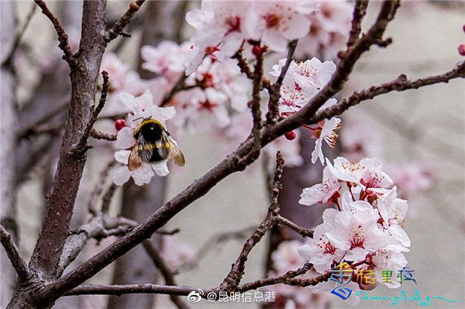 昆明信息港微博