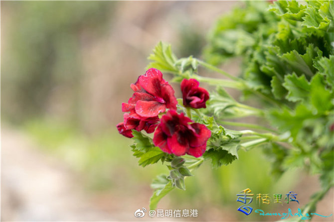 昆明信息港微博