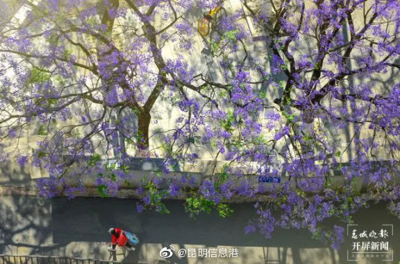 昆明信息港微博